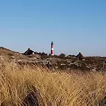Seestern